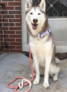 Ombre Rope <b>Leash</b> // Cotton Dog Rope <b>Leash</b> - Product Image 3