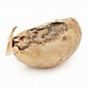 Graines de Jatropha Séchées Biologiques et Mûres à Vendre - Product Image 6