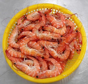 Camarones Vannamei Enteros Cocidos C.HOSO IQF Congelados de la Mejor Calidad - Product Image 1