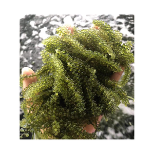 หญ้าทะเลอบแห้ง (องุ่นทะเลหรือองุ่นเค็ม) แบบสดบรรจุในถุง - Product Image 1