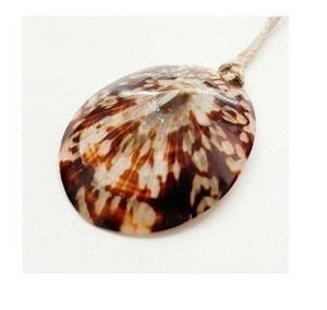 เปลือกหอยธรรมชาติแท้สำหรับตกแต่งสำหรับทำเครื่องประดับหัตถกรรมและฟื้นฟูหลังคลอดขายส่ง - Product Image 5