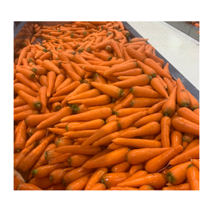 Carottes fraîches nouvelle culture 4.5 KG emballage en carton petite taille exportation mondiale pas cher prix carottes fraîches de haute qualité à partir de 99 données d'or - Product Image 6