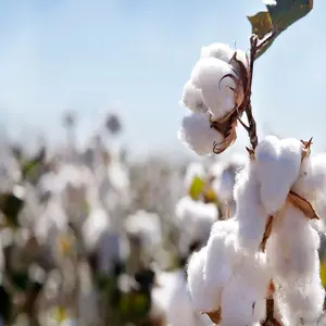 Algodón de fibra blanqueada, productos de algodón, descanso limpio