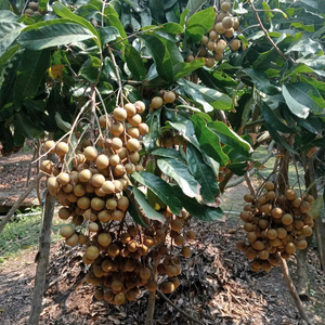 Idor Longan cultivado naturalmente de Vietnam, fruta dorada dulce para exportación, larga vida útil, empaquetado para consumidores globales - Product Image 1