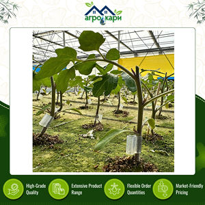 Clips de Injerto de Silicona Transparente Extra Suaves de Calidad Premium para Invernaderos Agrícolas, Moldeados por Inyección, Resistentes a Cortes - Product Image 2