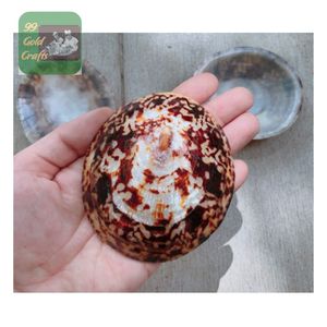 Conchas naturales de Limpet de mar hechas en Vietnam, perfectas para la lactancia materna, proyectos de resina y aplicaciones de arte decorativo. - Product Image 3