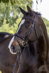 Plain Raised <b>Dressage</b> Bridle - Product Image 5