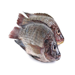 Poisson tilapia frais entier de grande taille, fruits de mer pour la cuisine des hôtels - Product Image 3