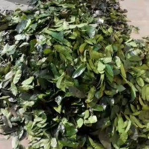 FEUILLE DE SOURSOP SÉCHÉE-QUALITÉ SUPÉRIEURE-EXPORTATION EN VRAC AU MEILLEUR PRIX - Product Image 2