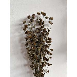 Fleur séchée Matahari - Product Image 1