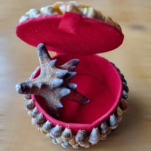 Caja de embalaje de joyería de viaje, Cajas de Regalo con conchas de mar naturales de océano y forro de terciopelo rojo - Product Image 4