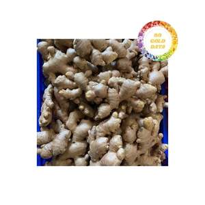 ขิงสดเกรดสูงจากเวียดนามที่มีผิวสดใสมีกลิ่นหอมและรสเผ็ดเหมาะสำหรับทำอาหารอบและเครื่องดื่ม - Product Image 4