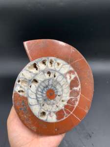 หินแอมโมไนต์ธรรมชาติจากติมอร์ ขัดเงาครึ่งหนึ่ง สำหรับตกแต่งบ้าน ตกแต่งภายใน ของสะสม งานศิลปะจากแร่ธาตุ - Product Image 5