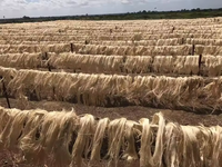 Meilleur prix fibre de sisal de jute naturel 1 pli 2 plis 3 plis ficelles torsadées