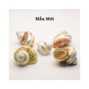 MOON NATUREL SEASHELL PREMIUM GRADE AVEC BEAU MOTIF MOON ESCARGOT CONCH SEASHELL ACCESSOIRES DÉCOR PRIX COMPÉTITIF - Product Image 5