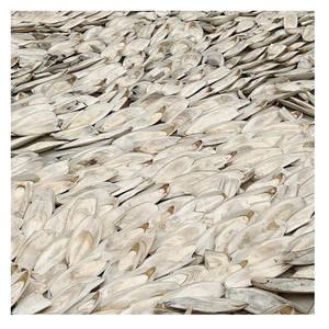 Vietnam <b>cuttlefish</b> bone bulk supply item designed for global sourcing with cost effective pricing and hot deal offer - Product Image 1