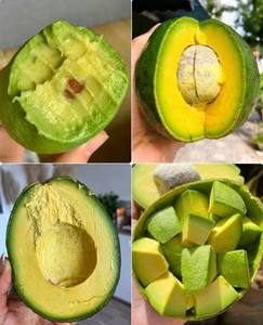 <b>Fresh</b> Harvest Whole Sale Premium Quality <b>Avocados</b> <b>Fresh</b> Fruits - Product Image 2
