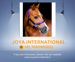 COLLIER PVC-MARINE FONCÉ & VIOLET plié - Product Image 2