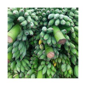 Hot Hot Màu Xanh Lá Cây Tươi Chuối Tiêu Chuẩn Cao Cấp Cho Xuất Khẩu-Chất Lượng Tốt Nhất Việt Nam Giá Rẻ Bán Buôn Cavenish Chuối - Product Image 6