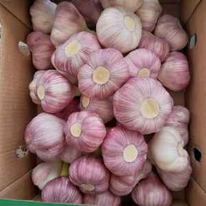 Ajo Egipcio Entero Premium 100% Natural, Fresco y de Alta Calidad, Empaque Personalizado para Exportación, Marca Al Nada - Product Image 6