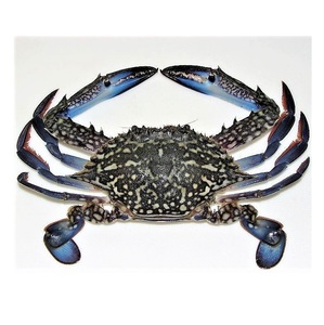 Cangrejo Azul Congelado - Capturado en el Campo, Mariscos Sostenibles - Product Image 5