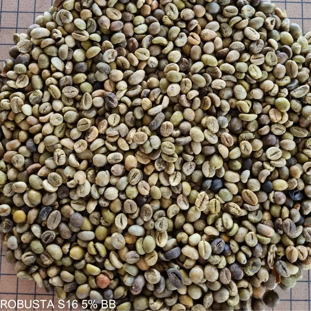 VIETNAM ROBUSTA COFFEE GREEN BEANS NEW CROP S16 5% BB ALTA CALIDAD BUENAS FUENTES BAJO PRECIO TOP FACTORY HANFIMEX 0084374074818