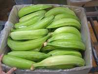 Plátanos Verdes Orgánicos Cavendish/Plátanos Verdes Frescos, Fruta Tropical Subtropical, Grado 100, 10 kg, Austria, 12 Meses de Caducidad
