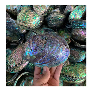 Coquille de paua polie avec nacre de haute qualité, coquille d'ormeau naturelle brute blanche/verte, belle nacre pour la décoration et la collection - Product Image 4