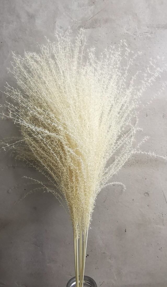 ขาวฟอกขาว