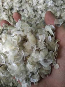 Écailles de poisson tilapia sèches naturelles et blanchies, écailles de poisson séchées propres pour extraire le collagène, écailles de poisson tilapia séchées à prix chaud - Product Image 3