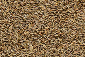 Semillas de alcaravea orgánicas de alta calidad para productos agrícolas al por mayor y al por menor que ayudan a la digestión de la hinchazón - Product Image 5