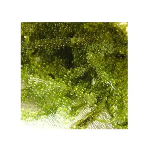Hot sale Sea Grapes Grade 1- High Quality - Competitive Price - Natural Seaweed - Dehydrated Sea Grapes