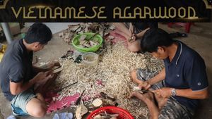 AZOUD Vietnamese Agarwood Chips 10.1g Natural Aromatic Incense Material for <b>Diffuser</b> All Season Use - Product Image 6