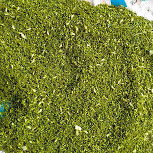 BOUTONS DE FLEURS SOPHORA JAPONICA NATURELS SÉCHÉS HUAI HUA MI POUR LE THÉ ET L'EXPORTATION EN VRAC TRADITIONNELLE DU FOURNISSEUR DU VIETNAM - Product Image 6