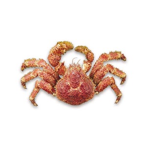 Crabe royal chilien de haute qualité, destiné au commerce en gros à des prix compétitifs - Product Image 5