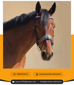 Primera edición Fleur Snaffle Bridle Brida de cuero con estampado floral Precio de fábrica limitado Producto de caballo efímero - Product Image 4