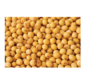 ถั่วเหลืองโปรตีนสูงสำหรับมนุษย์และสัตว์ - Product Image 2