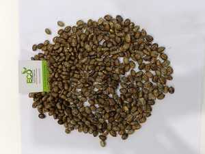 Ricinus Communis - Usos Étnomedicinales y Actividades Farmacológicas - Product Image 2