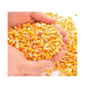 Yellow corn - High Quality Yellow Corn Maize <b>Grains</b> - Product Image 3