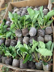 มะพร้าวอัดเม็ดมะพร้าวสำหรับเพาะเมล็ด Eco2go - Product Image 6