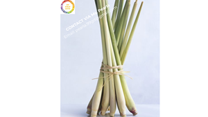 Tige de citronnelle naturelle pure pour la cuisson des boissons et des parfums Utilisation de la citronnelle fraîche de qualité d'exportation pour l'arôme alimentaire - Product Image 2