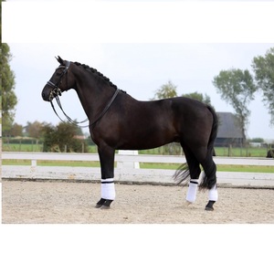 Meilleure nouvelle bride en cuir de cheval anatomique de qualité supérieure en cuir véritable Poco bride pour cheval - Product Image 2