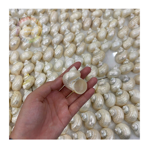 Vente en gros de coquillages Turbo Burgess-Petit 4-6cm, parfait pour la décoration marine et nautique - Product Image 3