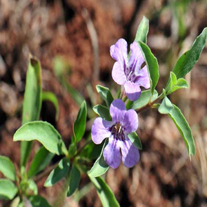 สารสกัดสมุนไพรไดชอริสต์ เปอร์โรตตี รีซินป่าจากส่วนบนใบไม้ - Product Image 3