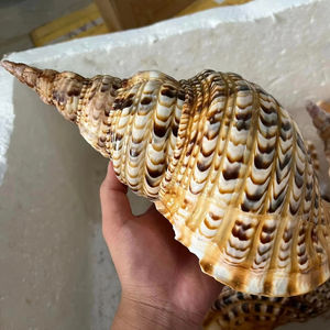 Trompette en coquille de conque durable du Vietnam pour la signalisation maritime, les fêtes sur le thème nautique, utilisant des matériaux marins naturels épais - Product Image 1