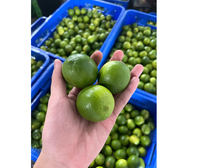 Techmifoood Citrons Verts Sans Pépins, Agrumes Frais d'Origine Vietnamienne, Durée de Conservation au Froid 30-45 Jours, Life Gives You Limes