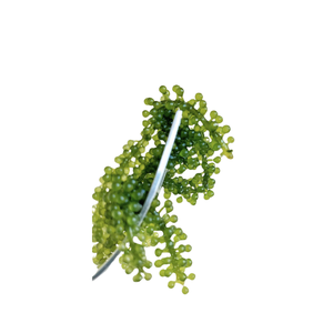 HOT SELLING CHEAP PRICE GRAPE <b>SEAWEED</b> FROM VIETNAM READY to EXPORT - Product Image 2