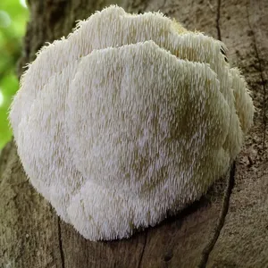 Supplier of fresh lion's and whole dried lion's mane for making tea- hericium erinacecus mushroom