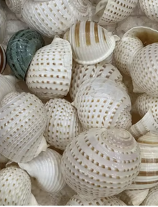 Spotted Tun Sea Shell disponible para coleccionistas Decoración de playa y proyectos de artesanía - Product Image 2