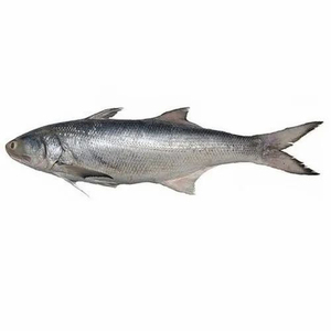 Mariscos a granel de alta calidad, pescado fresco congelado Chum salmón entero guttled o decapitado con cabeza disponible en estilo filete - Product Image 5